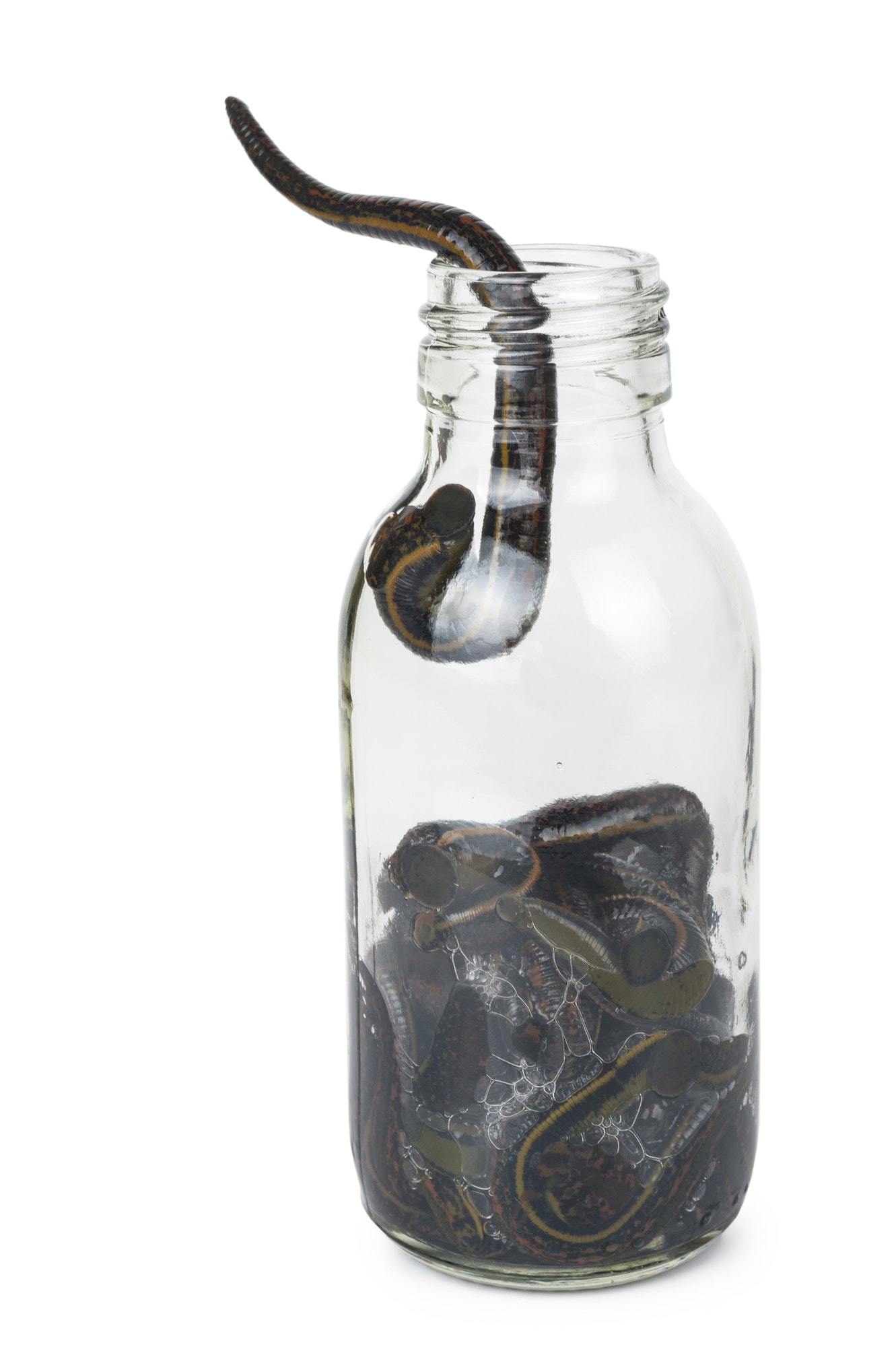 Medical leeches in a glass bottle